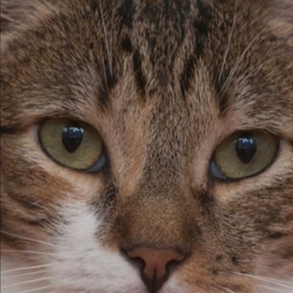 Meet your Posher, Sam - Picture 1 of 1